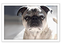 Pug