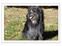 Pyrenean Shepherd