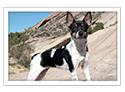 Rat Terrier