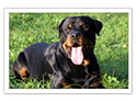 Rottweiler