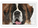Saint Bernard
