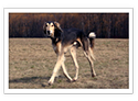 Saluki (Gazelle Hound)