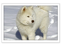 Samoyed