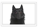 Schipperke