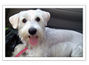 Miniature Schnauzer