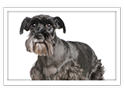 Schnauzer - Standard