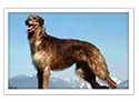 Scottish Deerhound