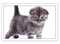 Scottish Fold