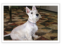Scottish Terrier