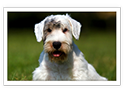 Sealyham Terrier