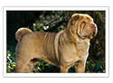 Shar Pei