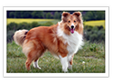 Shetland Sheepdog