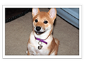 Shiba Inu