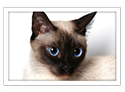 Siamese