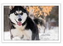 Siberian Husky