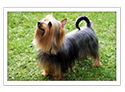 Silky Terrier