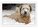 Soft Coated Wheaten Terrier