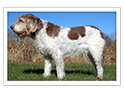 Spinone Italiano