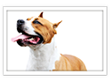 Staffordshire Bull Terrier