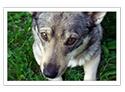 Swedish Vallhund