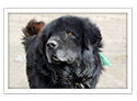 Tibetan Mastiff