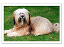 Tibetan Terrier