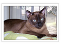 Tonkinese