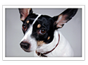 Toy Fox Terrier