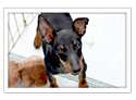 Toy Manchester Terrier
