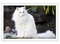 Turkish Angora