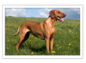 Vizsla
