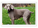 Weimaraner