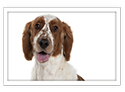 Welsh Springer Spaniel