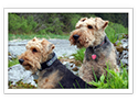 Welsh Terrier