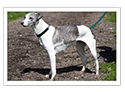 Whippet