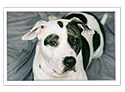 American Bulldog
