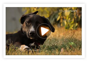 Watch this video to find out how Trupanion covered 90% of Gracie's vet bills after a long fall