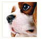 Living with Deaf Pets
