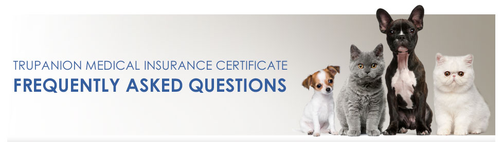 FAQs Header
