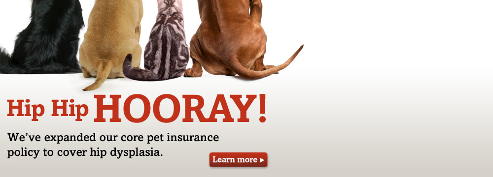 Dog and Cat bums - Trupanion Pet Insurance now covers hip dysplasia