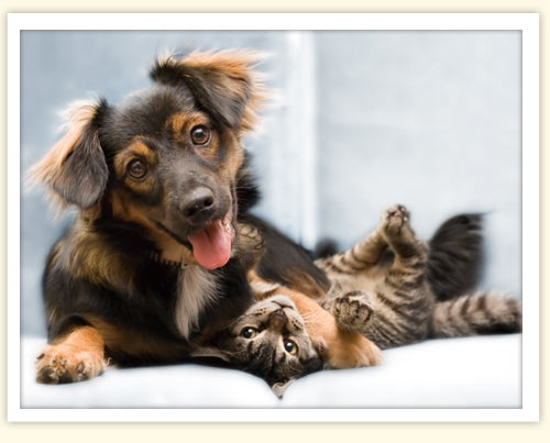 Be a TruHero with Trupanion Pet Insurance!