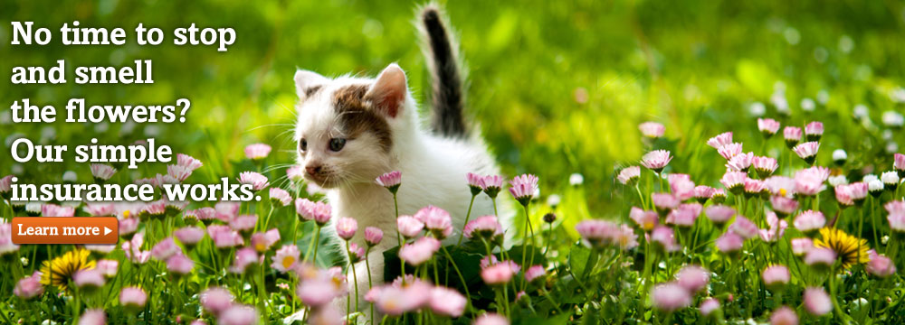 Kitten on grass. Trupanion has a simple cat and kitten insurance plan.