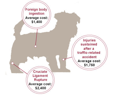 dog graphic