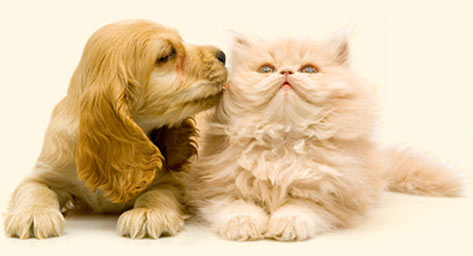 Pictures of pets